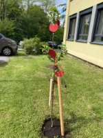 Wir pflanzen einen Apfelbaum
